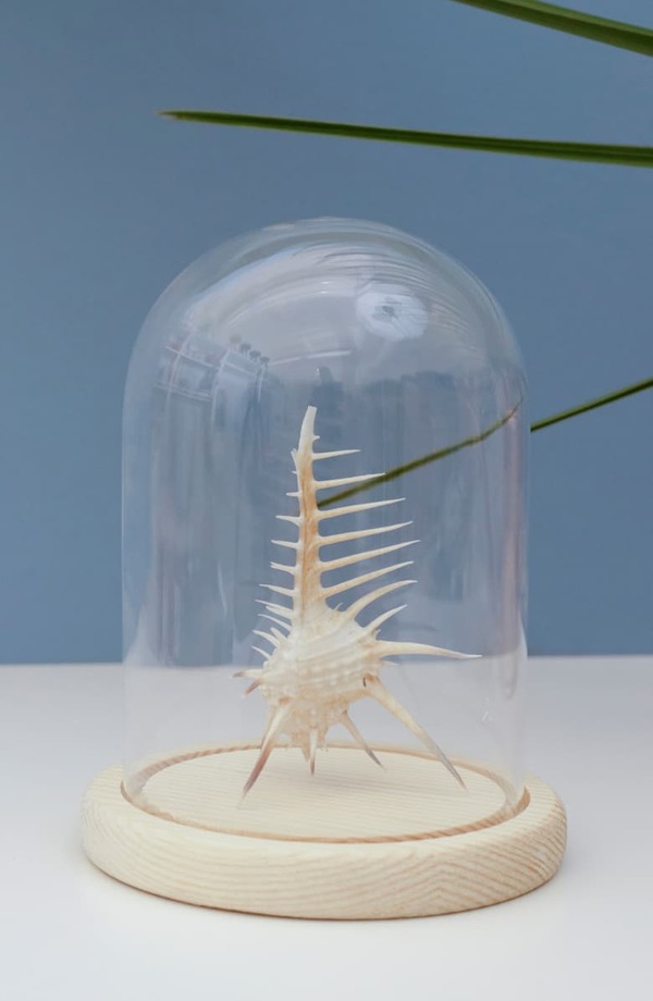 Kikkerland Bell Jar Glass with Wooden Base