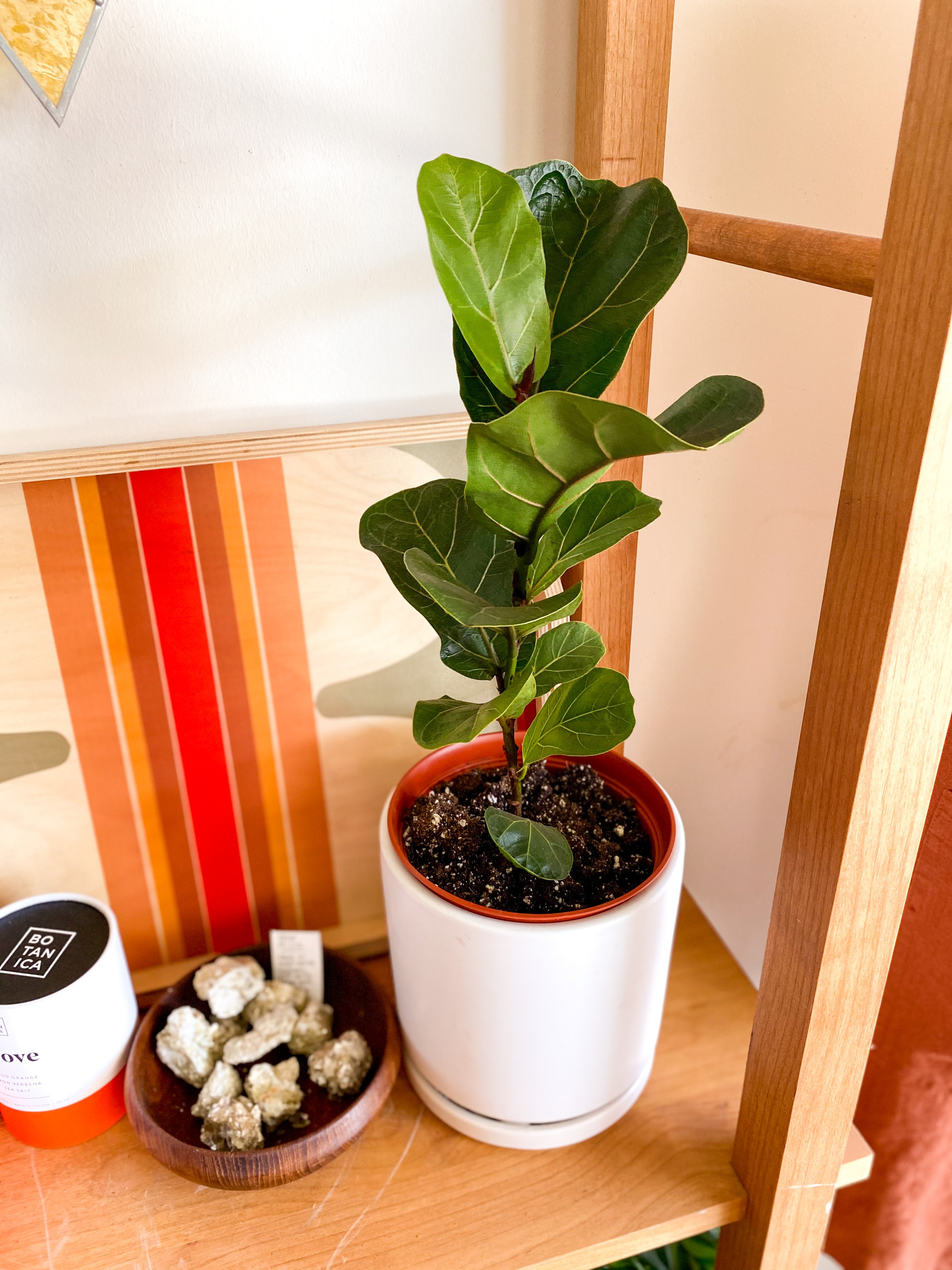 California Greenhouses Ficus Lyrata Fiddle Leaf Fig Little Sunshine