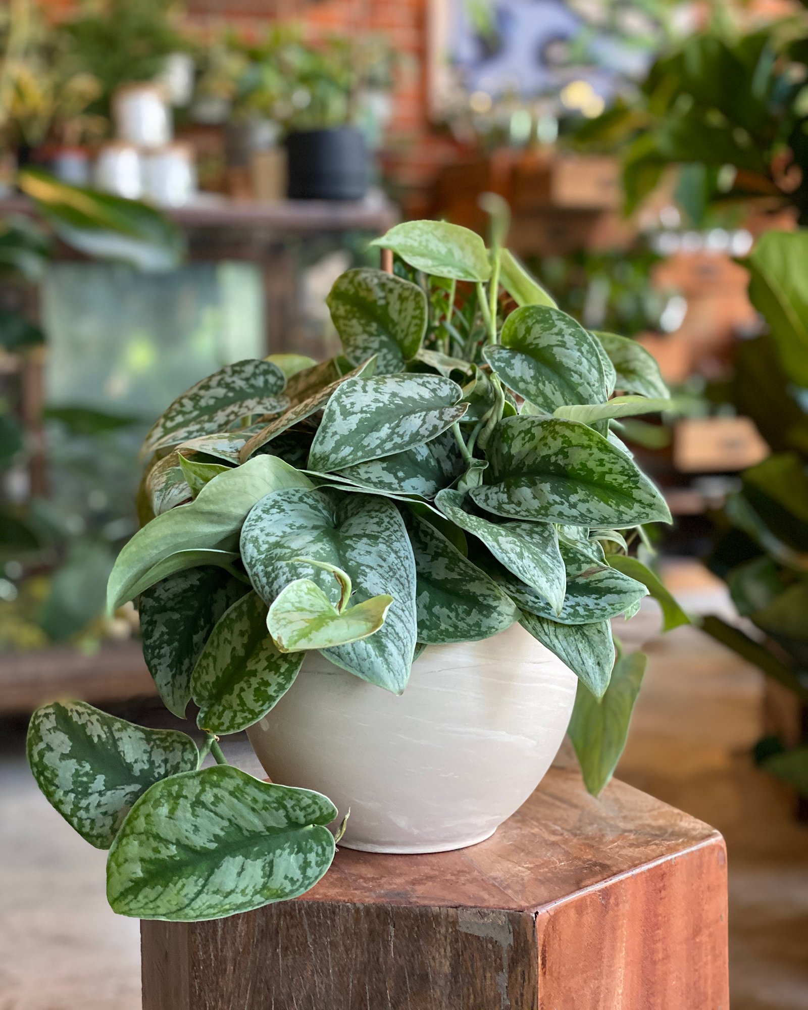 Glasswing Plant Special, Silver Splash Pothos 6 | Garmentory