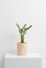 Capra DesignsETCH PLANTER - SALT - Thumbnail 1