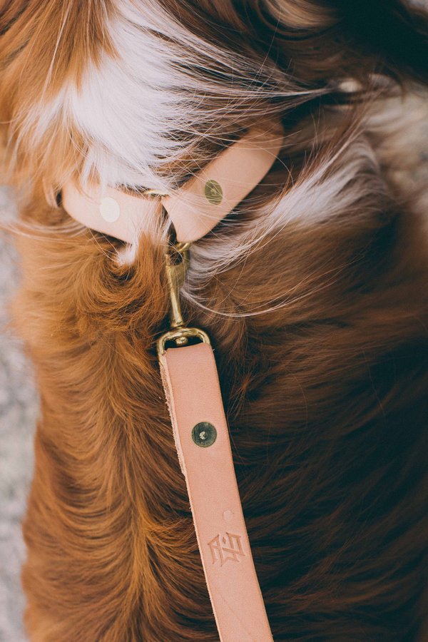 Noah Marion Slim Dog Collar Noah Marion Slim Dog Collar