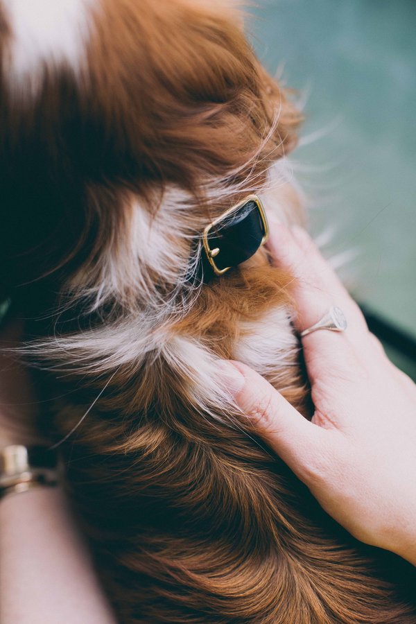Noah Marion Slim Dog Collar Noah Marion Slim Dog Collar