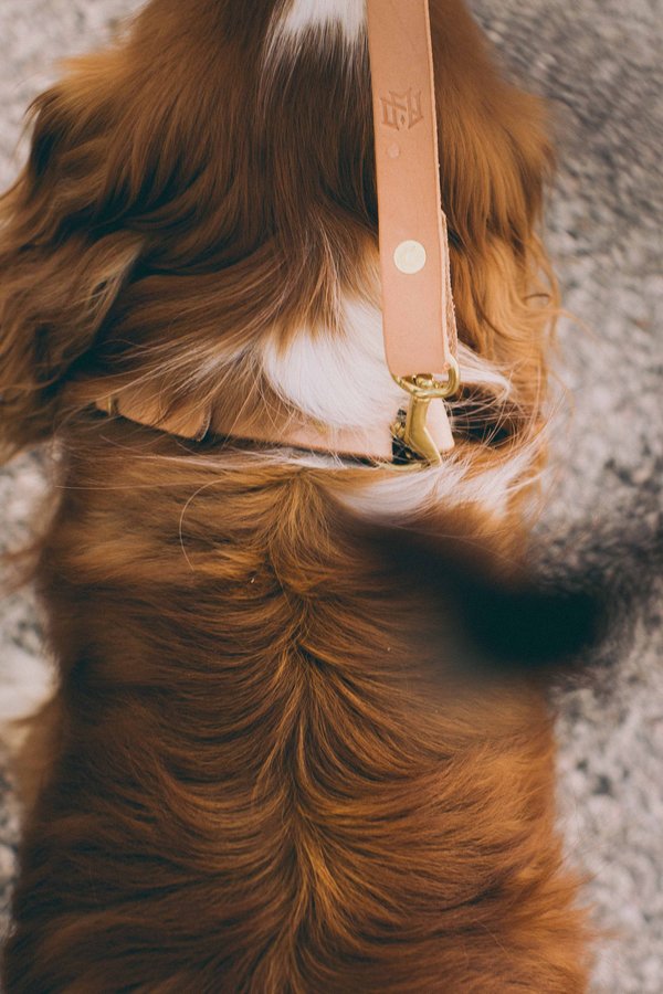 Noah Marion Slim Dog Collar Noah Marion Slim Dog Collar