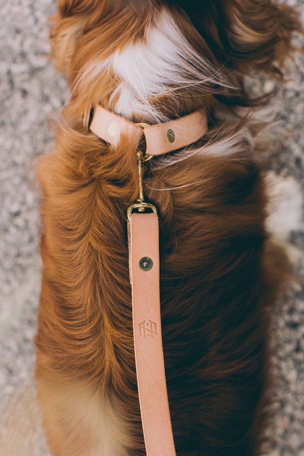 Noah Marion Slim Dog Collar Noah Marion Slim Dog Collar