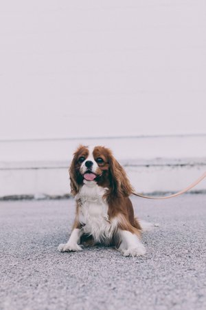 Noah Marion Slim Dog Collar Noah Marion Slim Dog Collar