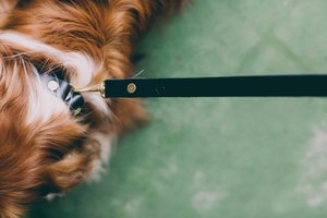 Noah Marion Slim Dog Collar Noah Marion Slim Dog Collar