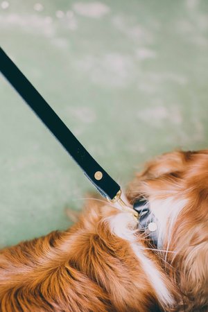 Noah Marion Slim Dog Collar Noah Marion Slim Dog Collar