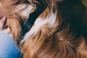 Noah Marion Slim Dog Collar Noah Marion Slim Dog Collar