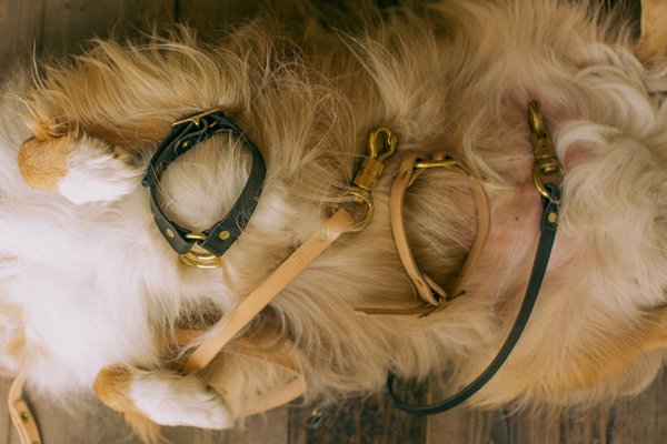 Noah Marion Dog Collar Noah Marion Dog Collar