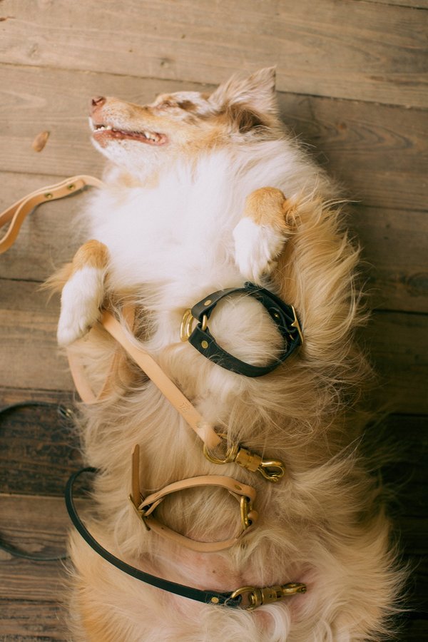 Noah Marion Dog Collar Noah Marion Dog Collar