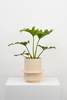 Capra Designs ROMA PLANTER - NATURAL - Thumbnail 1