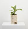 Capra Designs Archie Planter - Thumbnail 6