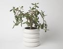 Areaware Stacking Planter - Thumbnail 6
