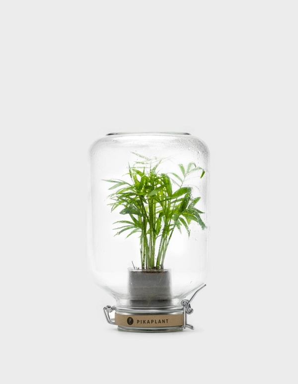 Pikaplant Jar Chamaedorea Elegans Pikaplant Jar Chamaedorea Elegans