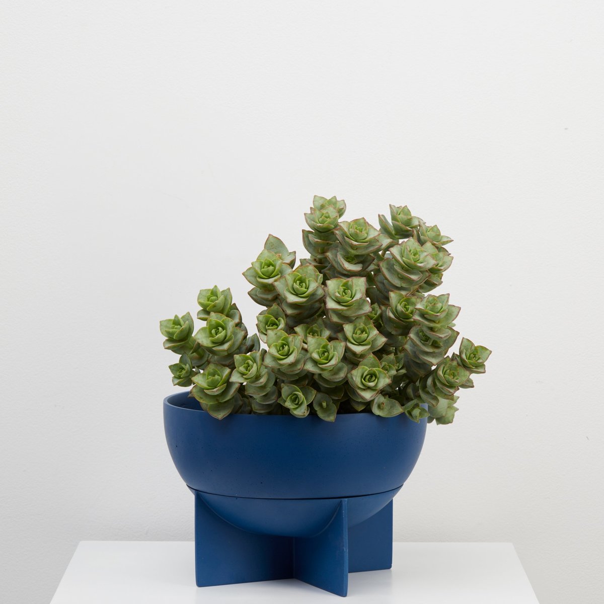 Capra Design Dome Eros Pot - Neptune - Image 2 of 2