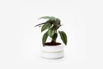 Chen Chen & Kai Williams Short Stacking Planter - White - Thumbnail 1