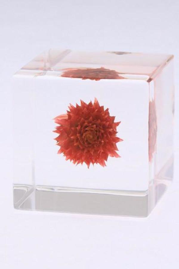Usagi No Nedoko Sola Cube - Globe Amaranth Usagi No Nedoko Sola Cube - Globe Amaranth