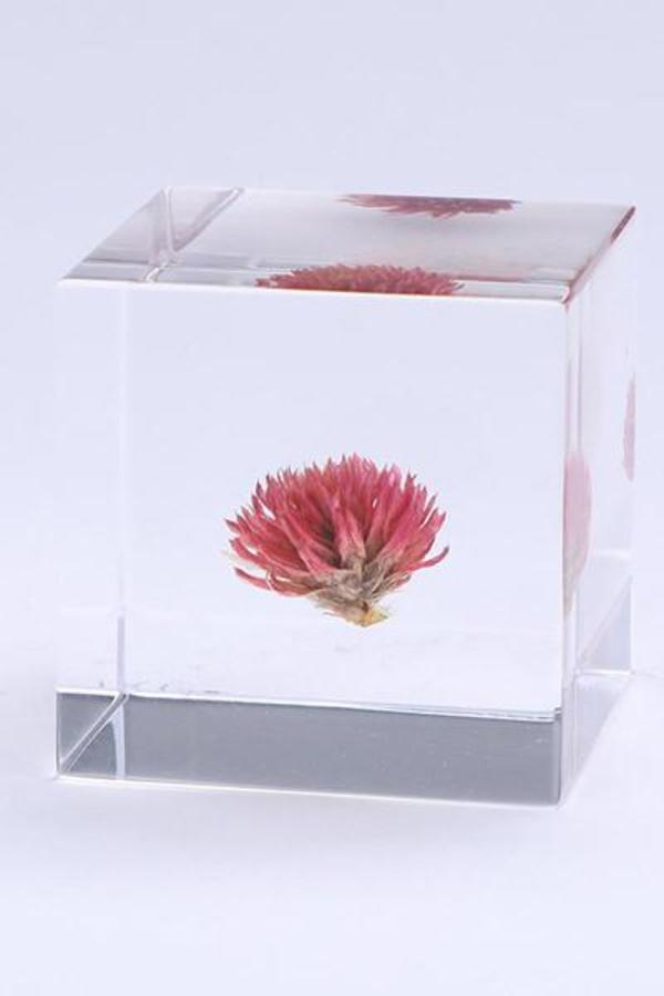 Usagi No Nedoko Sola Cube - Globe Amaranth Usagi No Nedoko Sola Cube - Globe Amaranth