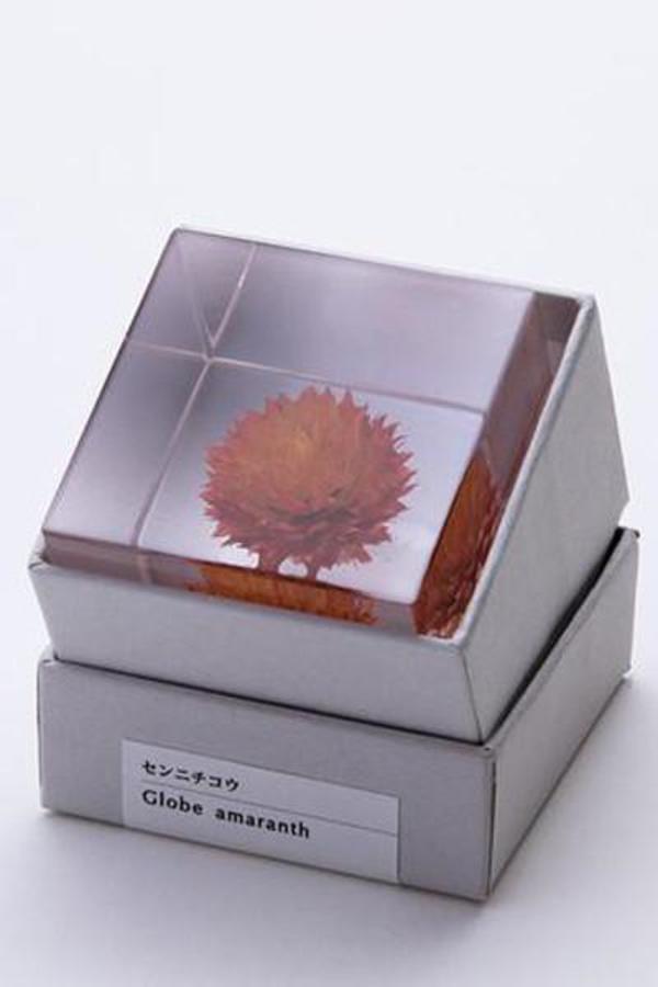 Usagi No Nedoko Sola Cube - Globe Amaranth Usagi No Nedoko Sola Cube - Globe Amaranth