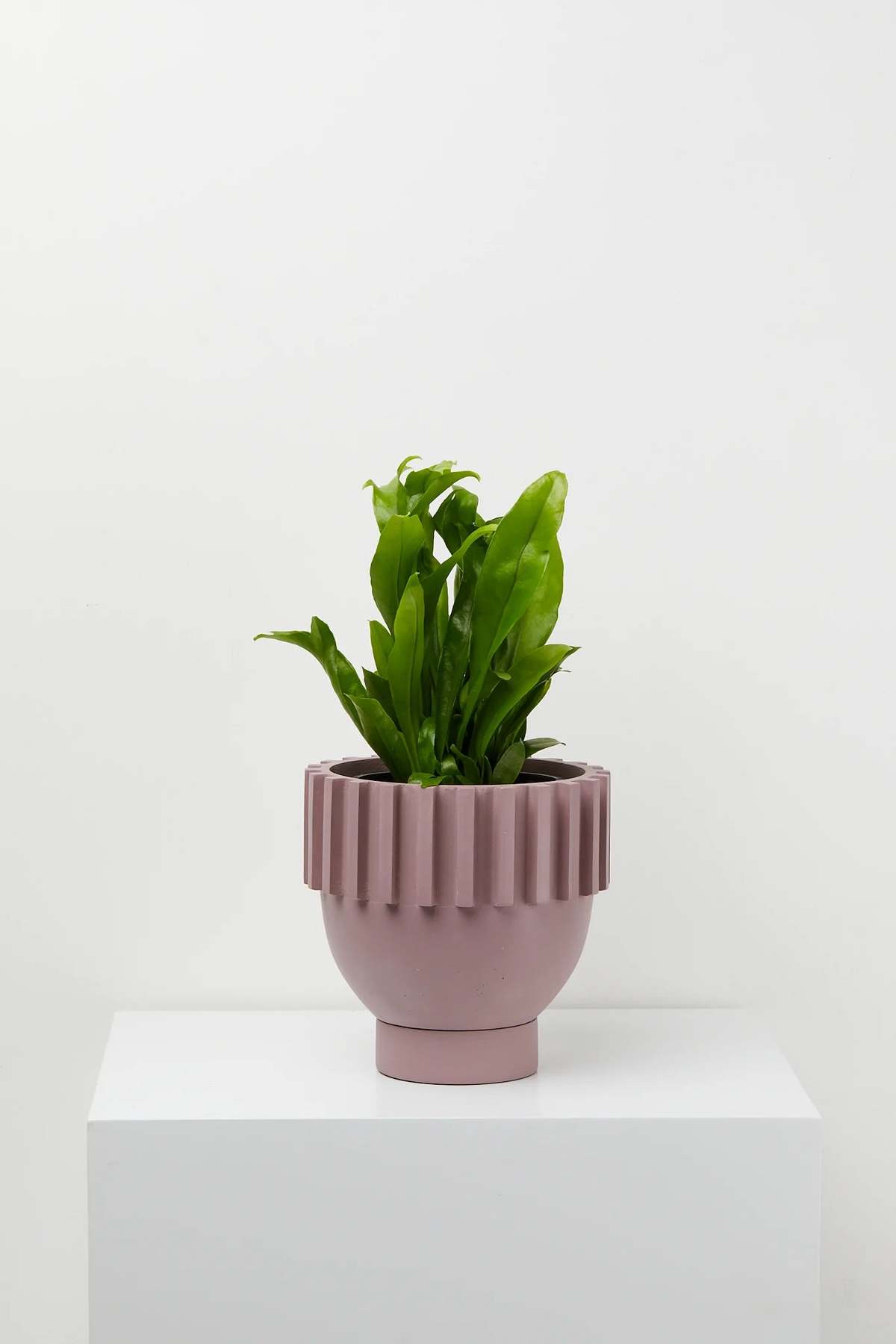 Capra Designs Solstice Planter - Image 1 of 12
