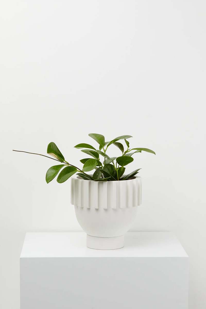 Capra Designs Solstice Planter