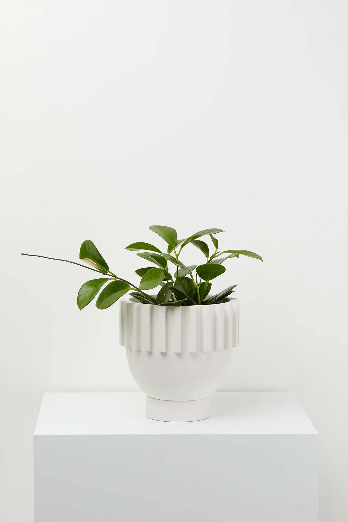 Capra Designs Solstice Planter - Image 4 of 12
