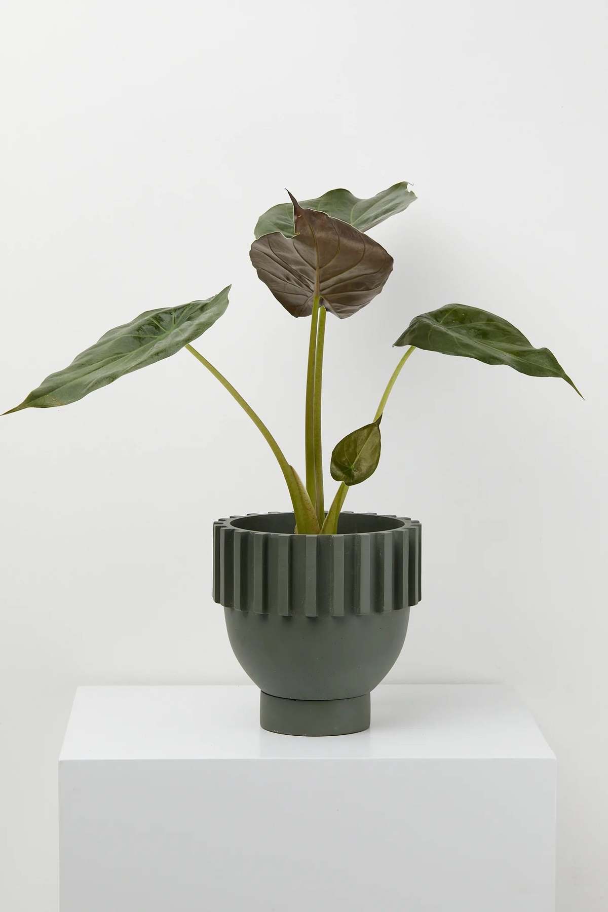 Capra Designs Solstice Planter - Image 8 of 12