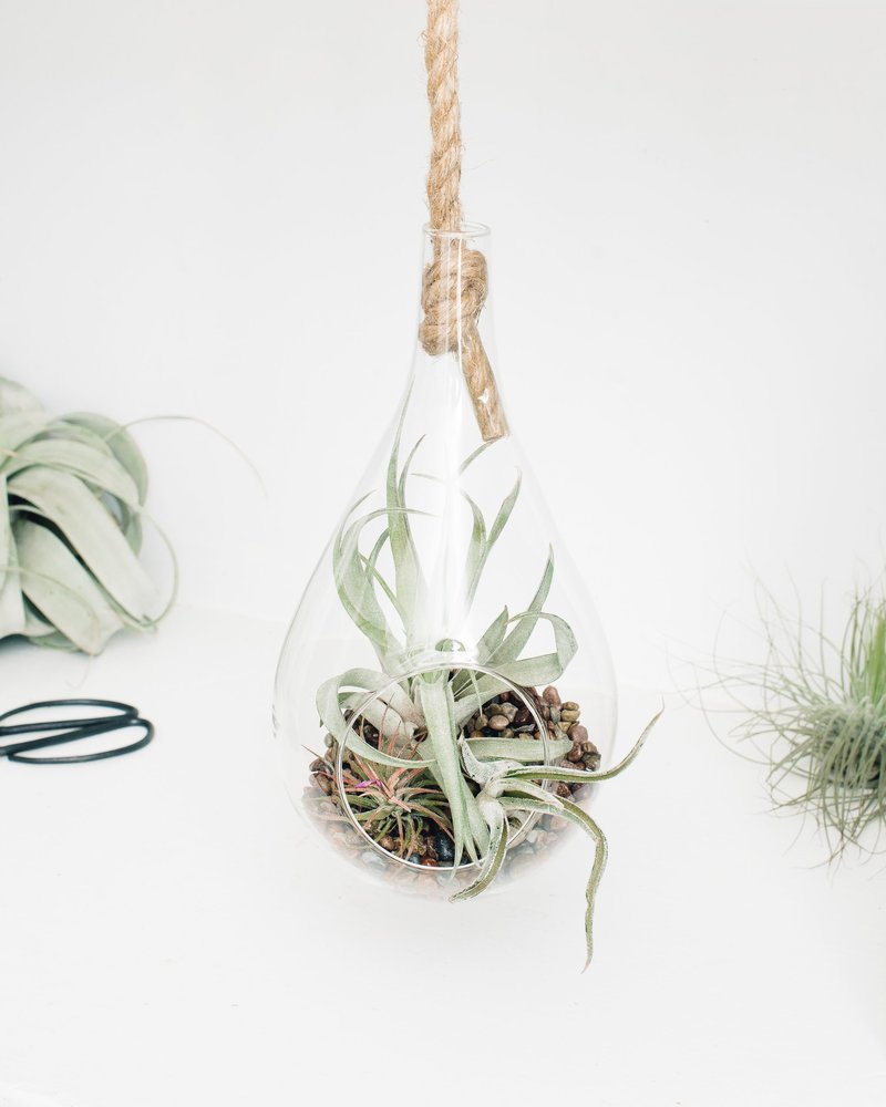 Modern Glass Hanging Rope Teardrop - Terrariums Modern Glass Hanging Rope Teardrop - Terrariums