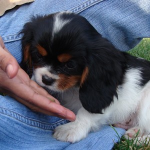 Shopkeeper-1768243792