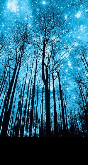 Amydefaveri-1536703394