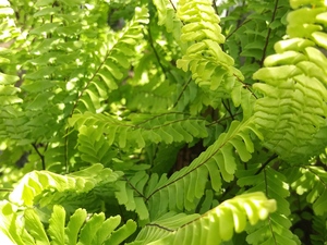 Bluskiesg08-1589766675